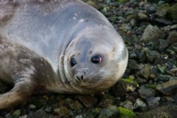 elephant seal taking a breather. by David Thompson 